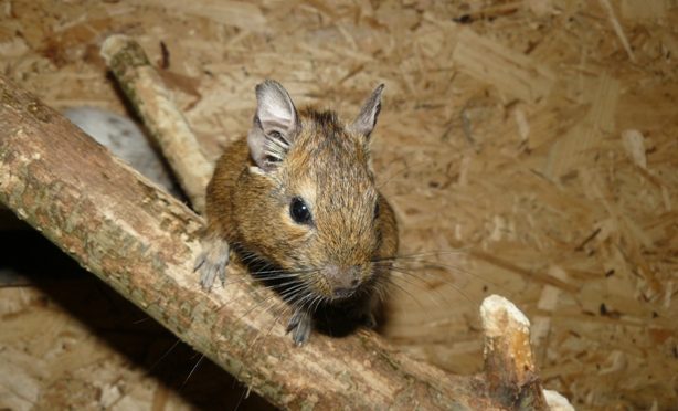 Osmák degu (Octodon degus) nově i v našem chovu