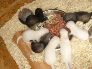 freťátka už sama baští