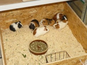 18952903_1969871096629762_2810065177722786301_n