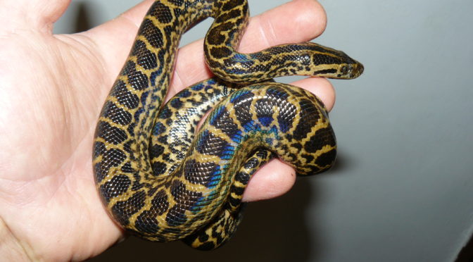 Anakondy žluté krásně rostou