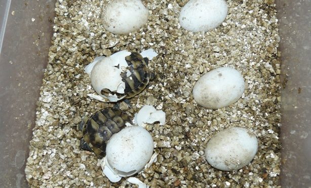 Líhnou se další želvy zelenavé (Testudo hermanni)