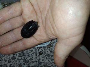 IMG_20201104_185725