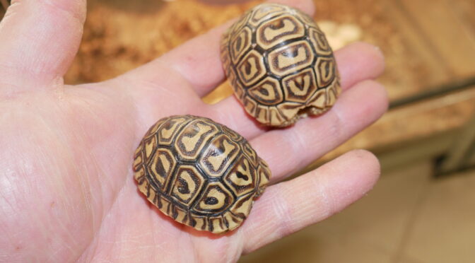Mláďata želvy pardálí jsou již k odběru