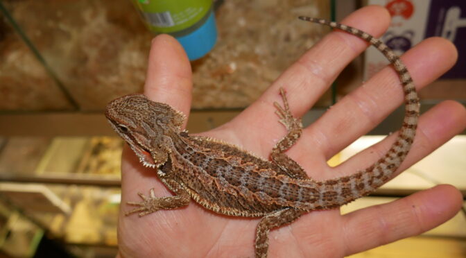 Agamy vousaté k odběru